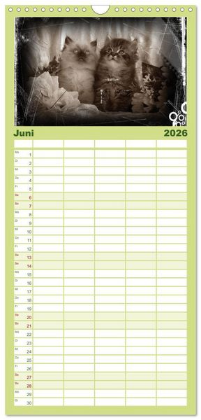 Produktbild: Familienplaner 2026 - Oma's Katzenkalender 2026 mit 5 Spalten (Wandkalender, 21 x 45 cm) CALVENDO