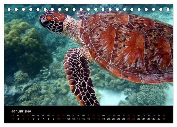 Produktbild: Australian Wildlife (Tischkalender 2026 DIN A5 quer), CALVENDO Monatskalender