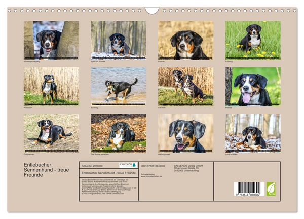 Produktbild: Entlebucher Sennenhund - treue Freunde (Wandkalender 2026 DIN A3 quer), CALVENDO Monatskalender