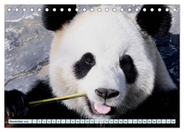 Produktbild: Tiere Schau mir in die Augen (Tischkalender 2026 DIN A5 quer), CALVENDO Monatskalender