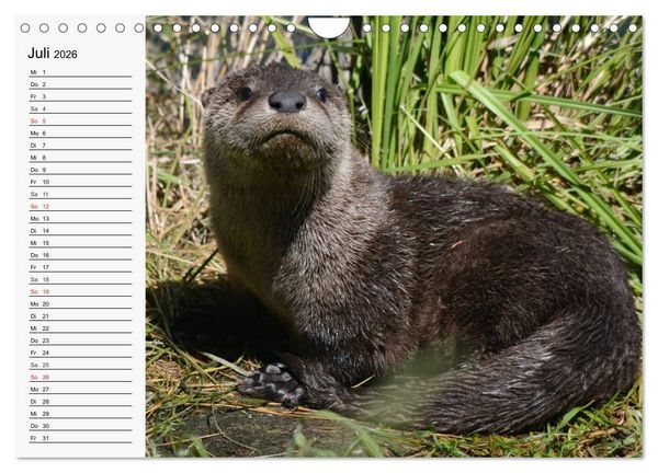 Produktbild: Seehunde und Otter. Putzige Gesellen, perfekte Schwimmer (Wandkalender 2026 DIN A4 quer), CALVENDO Monatskalender