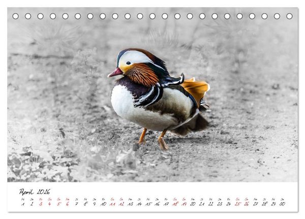 Produktbild: Abenteuer einer Mandarinente (Tischkalender 2026 DIN A5 quer), CALVENDO Monatskalender