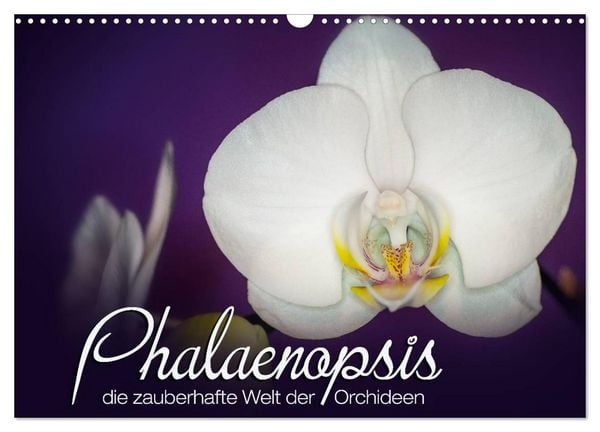 Produktbild: Phalaenopsis - die zauberhafte Welt der Orchideen (Wandkalender 2026 DIN A3 quer), CALVENDO Monatskalender