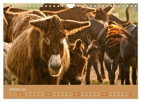Produktbild: Baudet de Poitou - Seltene franz&ouml;sische Langohren (Wandkalender 2026 DIN A4 quer), CALVENDO Monatskalender