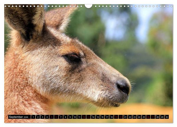 Produktbild: Koala, K&auml;nguru und Co. &ndash; Das wilde Tierreich Australiens (Wandkalender 2026 DIN A3 quer), CALVENDO Monatskalender