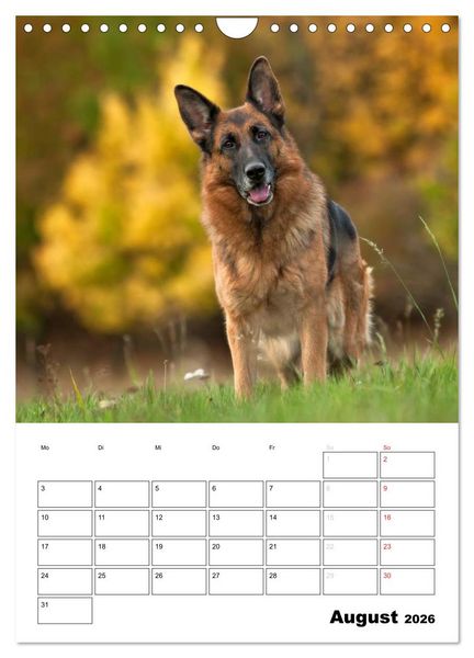 Produktbild: Deutsche Sch&auml;ferhunde - Seelentr&ouml;ster auf vier Pfoten (Wandkalender 2026 DIN A4 hoch), CALVENDO Monatskalender