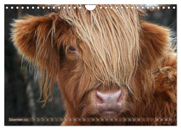 Produktbild: Schottische Hochlandrinder - Highland Cattle im Portrait (Wandkalender 2026 DIN A4 quer), CALVENDO Monatskalender