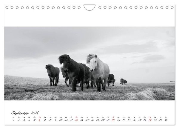 Produktbild: Islandpferde von Brimilsvellir (Wandkalender 2026 DIN A4 quer), CALVENDO Monatskalender
