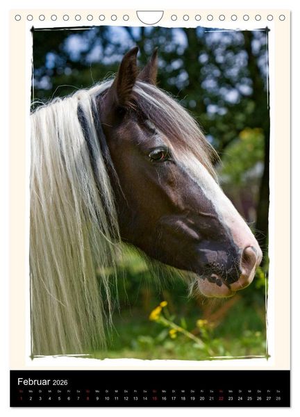 Produktbild: Gypsy's (Wandkalender 2026 DIN A4 hoch), CALVENDO Monatskalender