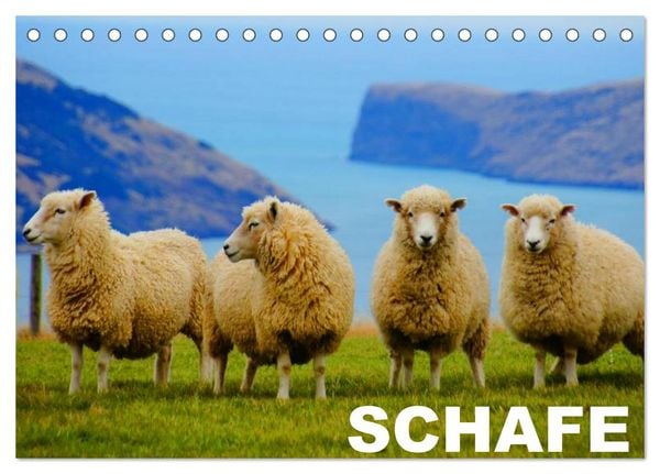 Produktbild: Schafe / Geburtstagskalender (Tischkalender 2026 DIN A5 quer), CALVENDO Monatskalender
