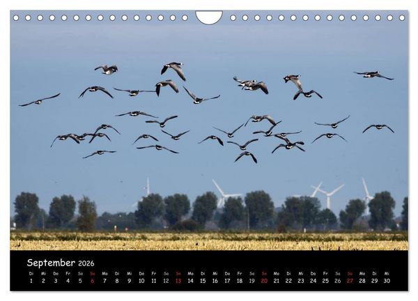 Produktbild: Schrei der Wildg&auml;nse (Wandkalender 2026 DIN A4 quer), CALVENDO Monatskalender