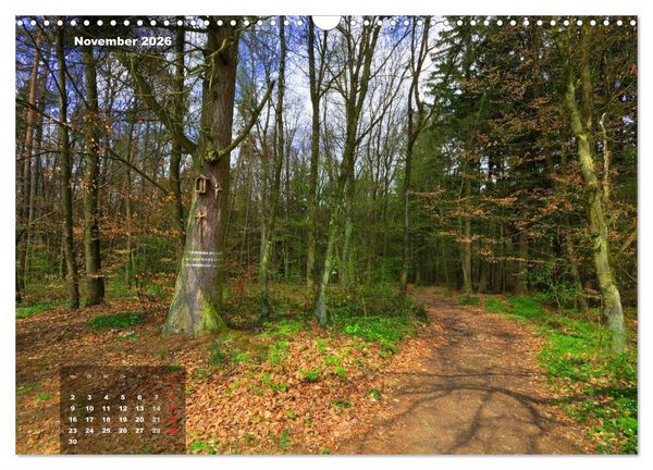 Produktbild: Zauberhafte Waldlandschaften (Wandkalender 2026 DIN A3 quer), CALVENDO Monatskalender