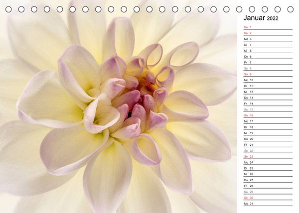 Produktbild: Bl&uuml;hende Dahlien (Tischkalender 2022 DIN A5 quer)