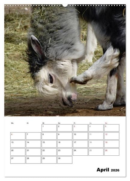 Produktbild: Alpaka und Lama Terminplaner (hochwertiger Premium Wandkalender 2026 DIN A2 hoch), Kunstdruck in Hochglanz