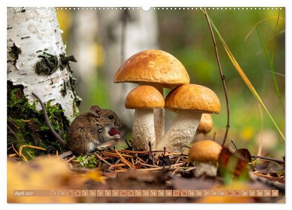 Produktbild: Pilzbesucher (Wandkalender 2027 DIN A2 quer), CALVENDO Monatskalender
