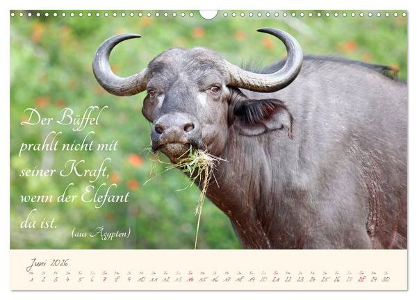 Produktbild: AFRIKA mit einem Hauch von Poesie (Wandkalender 2026 DIN A3 quer), CALVENDO Monatskalender