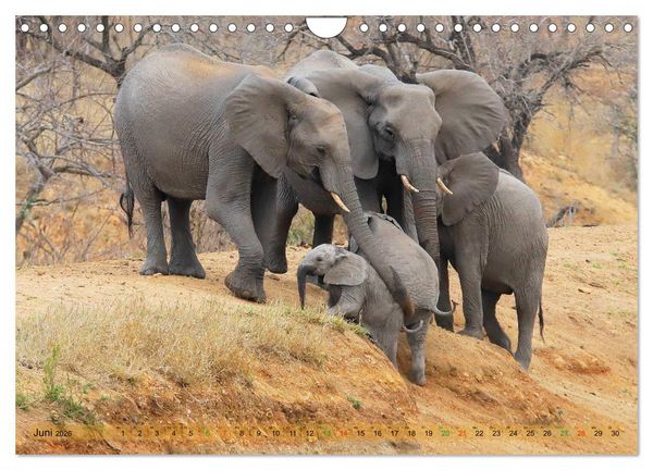 Produktbild: Elefanten in Afrika (Wandkalender 2026 DIN A4 quer), CALVENDO Monatskalender