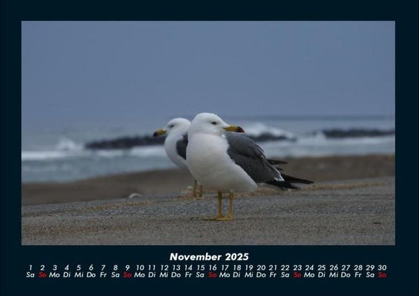 Produktbild: M&ouml;wen 2025 Fotokalender DIN A4