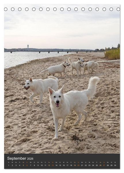 Produktbild: Berger Blanc Suisse - Freunde auf 4 Pfoten (Tischkalender 2026 DIN A5 hoch), CALVENDO Monatskalender