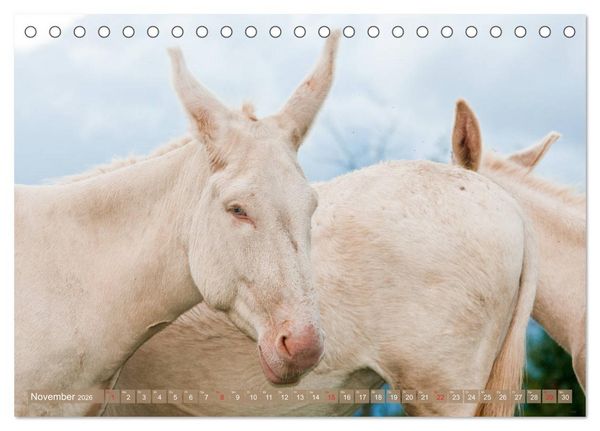 Produktbild: Lichtbringer - &Ouml;sterreichisch-Ungarische Barockesel (Tischkalender 2026 DIN A5 quer), CALVENDO Monatskalender