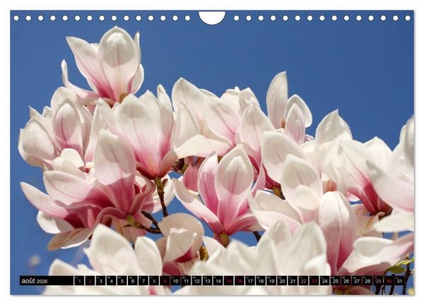 Produktbild: Magnolias en fleur (Calendrier mural 2026 DIN A4 vertical), CALVENDO calendrier mensuel
