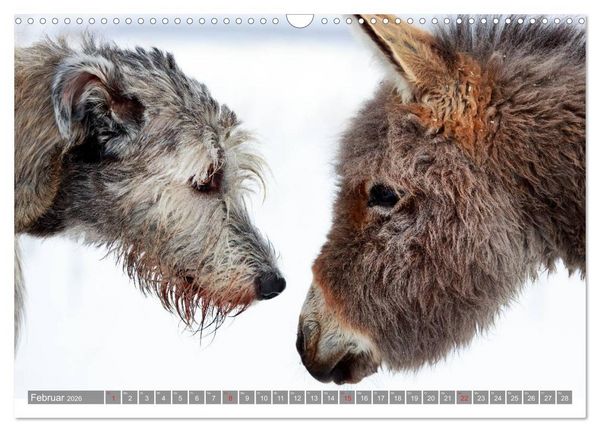 Produktbild: Kleiner Esel. Boldewyn und seine Freunde (Wandkalender 2026 DIN A3 quer), CALVENDO Monatskalender