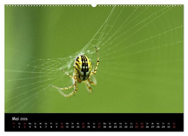 Produktbild: Heimische Spinnen (Wandkalender 2026 DIN A2 quer), CALVENDO Monatskalender