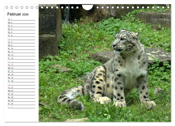 Produktbild: Der Schneeleopard (Wandkalender 2026 DIN A4 quer), CALVENDO Monatskalender