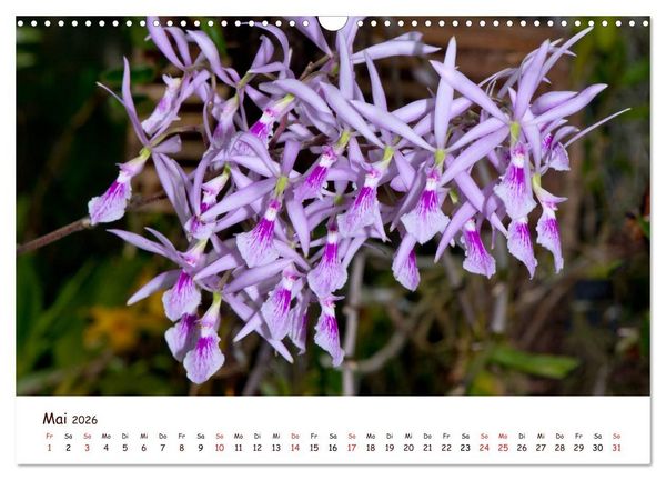 Produktbild: Orchideenzauber (Wandkalender 2026 DIN A3 quer), CALVENDO Monatskalender