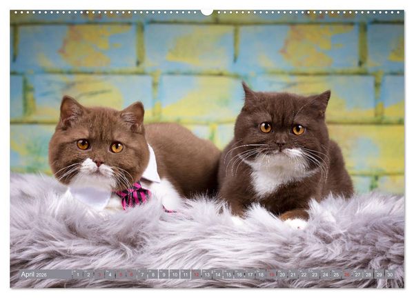 Produktbild: Kleine Stubenstiger (hochwertiger Premium Wandkalender 2026 DIN A2 quer), Kunstdruck in Hochglanz