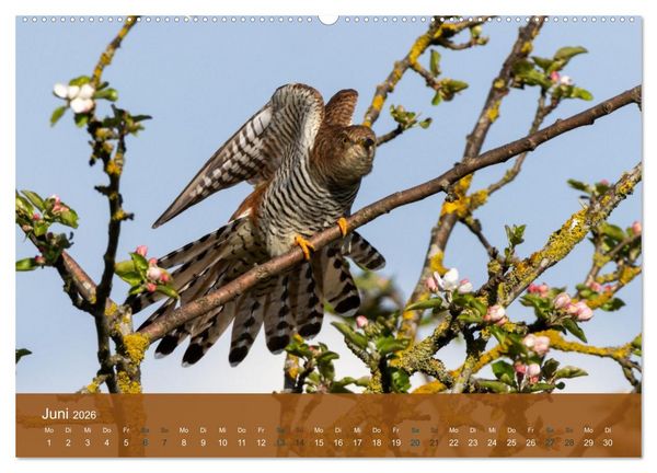 Produktbild: Kuckuck,Kuckuck,rufts aus dem Wald (Wandkalender 2026 DIN A2 quer), CALVENDO Monatskalender