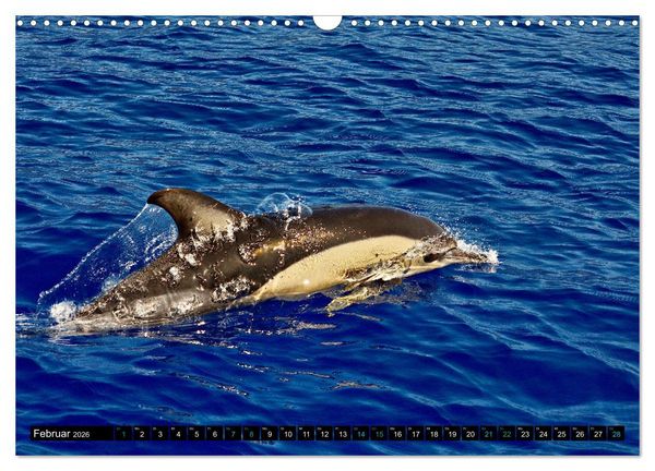 Produktbild: Big Five aus dem Ozean Hai, Delphin, Wal, Robbe, Pinguin (Wandkalender 2026 DIN A3 quer), CALVENDO Monatskalender