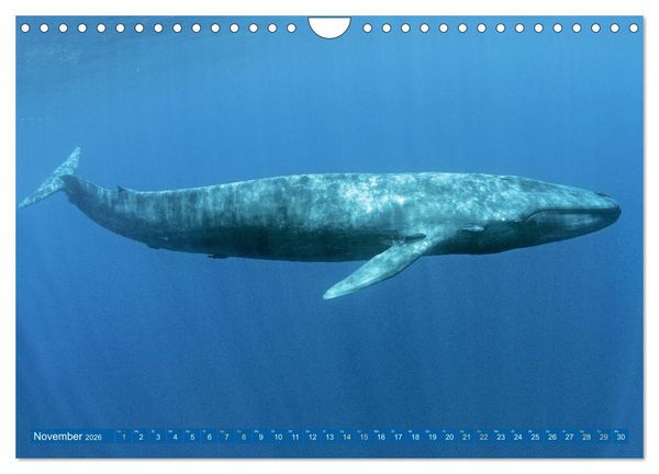 Produktbild: Wale: Giganten der Meere (Wandkalender 2026 DIN A4 quer), CALVENDO Monatskalender