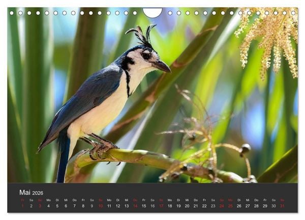Produktbild: Costa Rica 2026 Exotische Vogelwelt (Wandkalender 2026 DIN A4 quer), CALVENDO Monatskalender