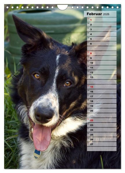 Produktbild: Mein Border Collie (Wandkalender 2026 DIN A4 hoch), CALVENDO Monatskalender