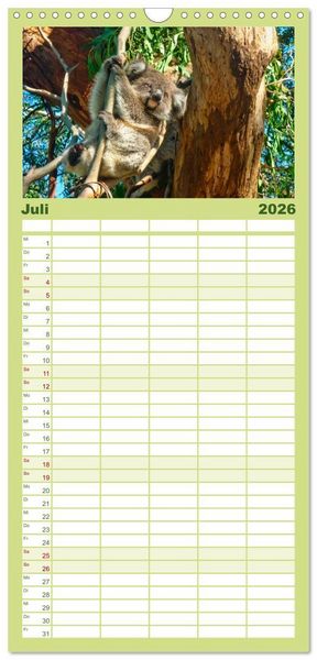 Produktbild: Familienplaner 2026 - Koala - kleiner Teddy mit 5 Spalten (Wandkalender, 21 x 45 cm) CALVENDO
