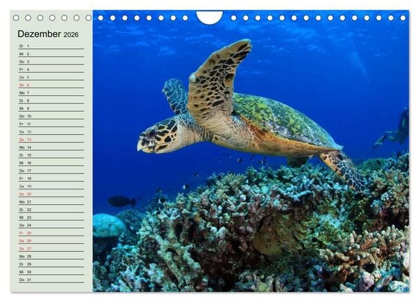 Produktbild: Meeresschildkr&ouml;ten. Nomaden der Ozeane (Wandkalender 2026 DIN A4 quer), CALVENDO Monatskalender