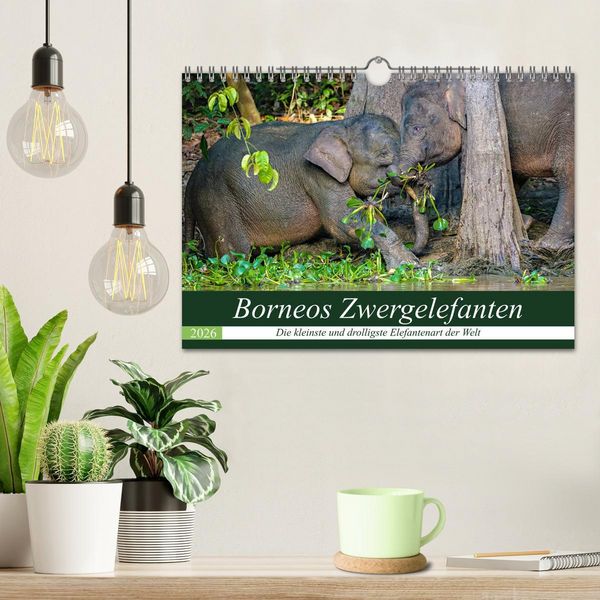 Produktbild: Borneos Zwergelefanten (Wandkalender 2026 DIN A4 quer), CALVENDO Monatskalender
