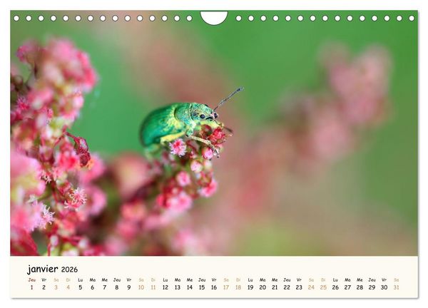 Produktbild: Nos amis les insectes (Calendrier mural 2026 DIN A4 vertical), CALVENDO calendrier mensuel