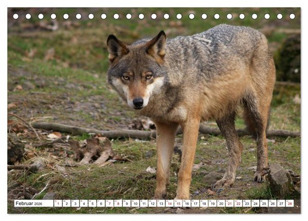 Produktbild: Waldtiere (Tischkalender 2026 DIN A5 quer), CALVENDO Monatskalender