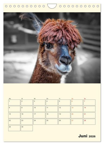 Produktbild: Putzige Alpakas (Wandkalender 2026 DIN A4 hoch), CALVENDO Monatskalender