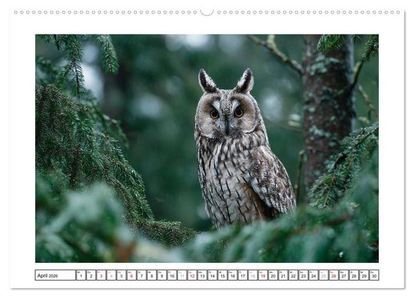 Produktbild: Eulen aus aller Welt - Faszinierende J&auml;ger der Nacht (Wandkalender 2026 DIN A2 quer), CALVENDO Monatskalender