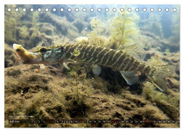 Produktbild: Tauchrevier Deutschland - Der Hecht (Esox lucius) (Tischkalender 2026 DIN A5 quer), CALVENDO Monatskalender