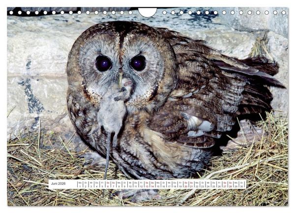 Produktbild: Das Leben der Eulen, die Damen der Nacht (Wandkalender 2026 DIN A4 quer), CALVENDO Monatskalender