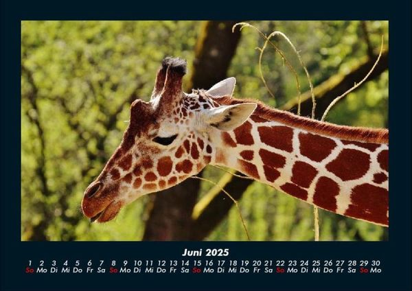 Produktbild: Giraffen 2025 Fotokalender DIN A4