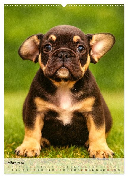 Produktbild: Frenchies Love &ndash; Kleine Schnuten ganz gro&szlig; - Franz&ouml;sische Bulldoggen Welpen unwiderstehlich s&uuml;&szlig; (Wandkalender 2026 DIN A2 hoch), CALVENDO Monatskalender