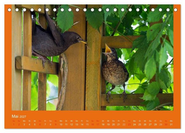 Produktbild: Tierkinder (Tischkalender 2027 DIN A5 quer), CALVENDO Monatskalender