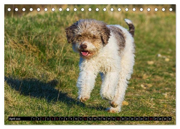 Produktbild: Lagotto Romagnolo - Italienischer Tr&uuml;ffelhund (Tischkalender 2026 DIN A5 quer), CALVENDO Monatskalender
