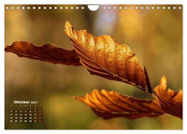 Produktbild: Waldspazierg&auml;nge: Entspannen - Kraft tanken - Besinnen auf sich selbst (Wandkalender 2027 DIN A4 quer), CALVENDO Monatskalender