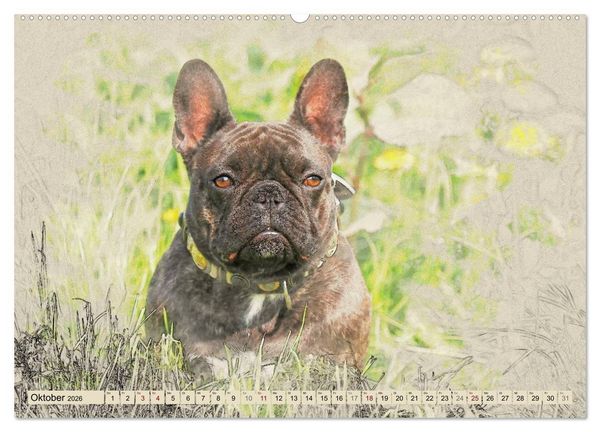 Produktbild: Franz&ouml;sische Bulldoggen 2026 (Wandkalender 2026 DIN A2 quer), CALVENDO Monatskalender